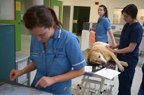 University of Glasgow Medical, veterinary and Life Sciences Scholarships 2017