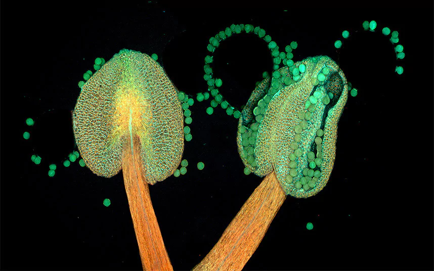 Nikon Small World Photomicrography & Video Competition, 2018